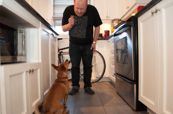 g8-sit-and-roll-over